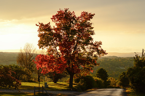 FOLIAGE13