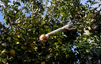 CIDER07