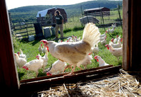 CHICKENS13