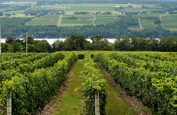 FINGERLAKES.OD.11