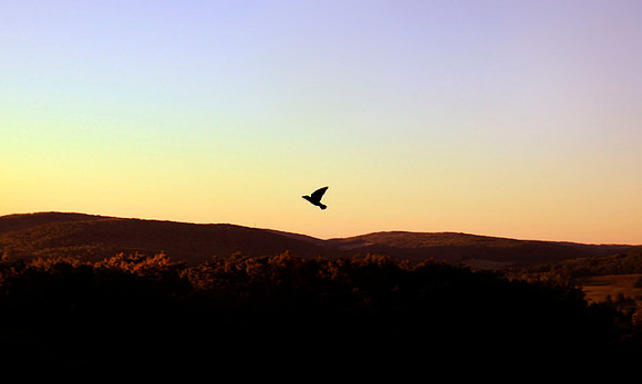 SparrowDawn2