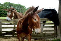 HorsePower02 4