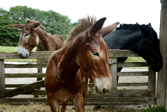 HorsePower02 4