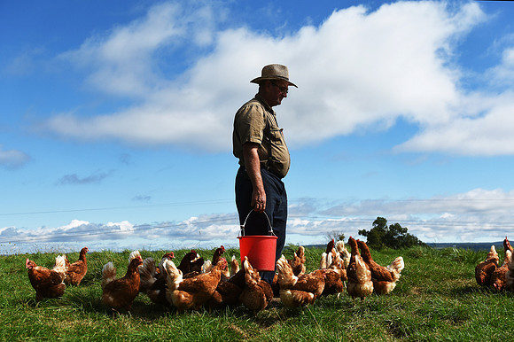 Mennonite_Chicken_Farm_006