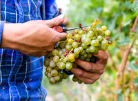 Ryan William Vineyard Harvest 092420